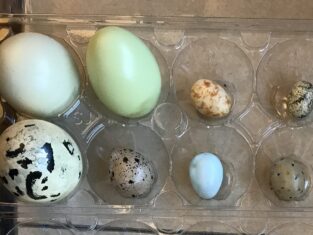 3D Printed Bird Eggs