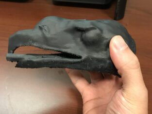 3D Printed Sea Eagle Head