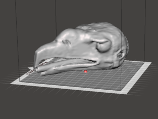 3D Model of Sea Eagle Head